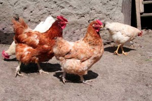 21_chicken_lg 21 chicken lg