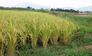 زراعة ارز
