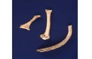 عظام