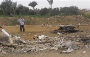 الحمي القلاعية الحمي القلاعية