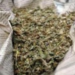 ضبط عاطلين قبل ترويجهما 15 كيلو بانجو بالشرقية 1 download77-150x150
