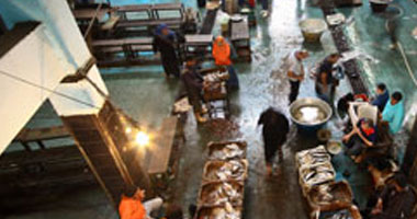 ثبات أسعار السمك قبل رمضان.. وتوقع انخفاض المبيعات 25% 1 ثبات أسعار السمك قبل رمضان