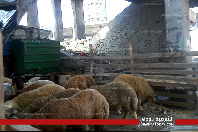 بالصور .. نرصد أسعار اللحوم والاستعدادت لعيد الأضحى بالشرقية 2 03