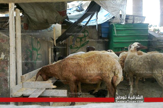 بالصور .. نرصد أسعار اللحوم والاستعدادت لعيد الأضحى بالشرقية 10 3