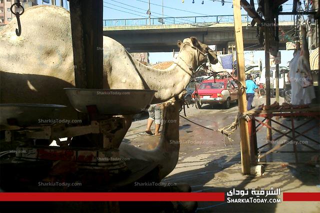 بالصور .. نرصد أسعار اللحوم والاستعدادت لعيد الأضحى بالشرقية 3 4