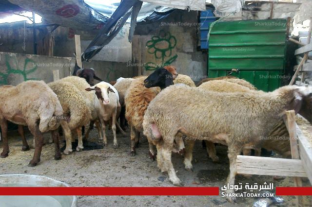 بالصور .. نرصد أسعار اللحوم والاستعدادت لعيد الأضحى بالشرقية 6 9