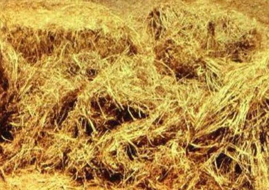 الزراعة: خطة لتحويل بنزين 80 لـ92 عن طريق تدوير قش الأرز 1 قش الأرز