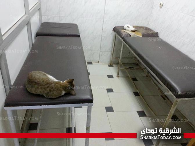بالصور : كارثة بمستشفي أبو حماد " دورات المياه غير آدمية و قطط بغرف الكشف " 1 1472057_10153664507475372_981935130_n