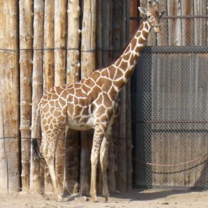 حديقة الحيوان: انتحار «زرافة» بسبب مشاكسات الزوار 1 giraffe-texture