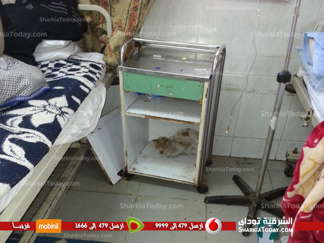 بالصور: كارثة محققه بمستشفي الجامعه في الشرقية ," قطط " بغرف العناية المركزة والمرضي " الداخل مفقود والخارج مولود " 4 تحقيق1