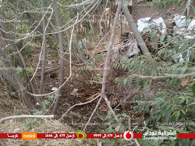 بالصور...جفاف ترعة بقرية الشبراوين يهدد المحاصيل و الأراضي الزراعية بههيا 6 33333