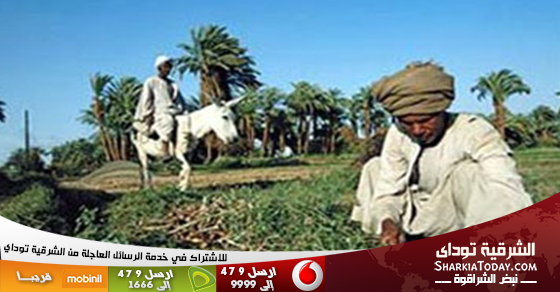 قلة الأسمدة يثير غضب مزارعي الشرقية ...و الزراعة : السماد متوافر وتم توزيعه 1 زراعة