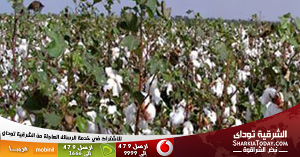 زراعة الشرقية: لجان لمتابعة محصول القطن منذ زراعته ومعالجته ضد اللطع 1 Sharkia-600x315-Banner