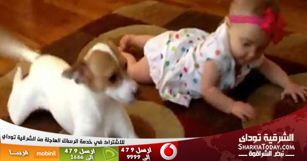 فيديو لكلب يعلم طفلة الزحف يتخطى 3 ملايين مشاهدة خلال أسبوع 3 كلب يعلم طفلة الزحف يتخطى 3 ملايين مشاهدة خلال أسبوع