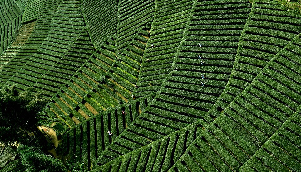 بالصور.. أماكن طبيعية أسطورية هزمت خيال مصممي الـ3D 21 Tea growing in Jiangbang Village of Xixiang County, northwest China - 24 Mar 2014