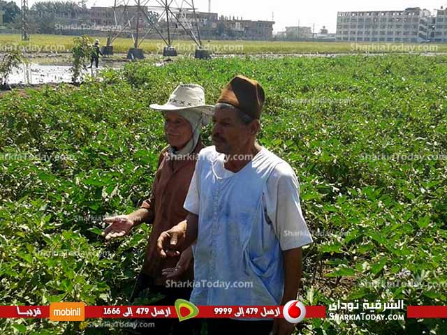 بالصور ..فلاحو ديرب نجم :المسؤولين يتاجرون بنا في "عيد الفلاح " 1 223