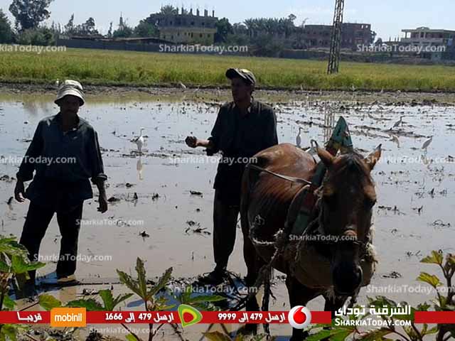 بالصور ..فلاحو ديرب نجم :المسؤولين يتاجرون بنا في "عيد الفلاح " 3 23