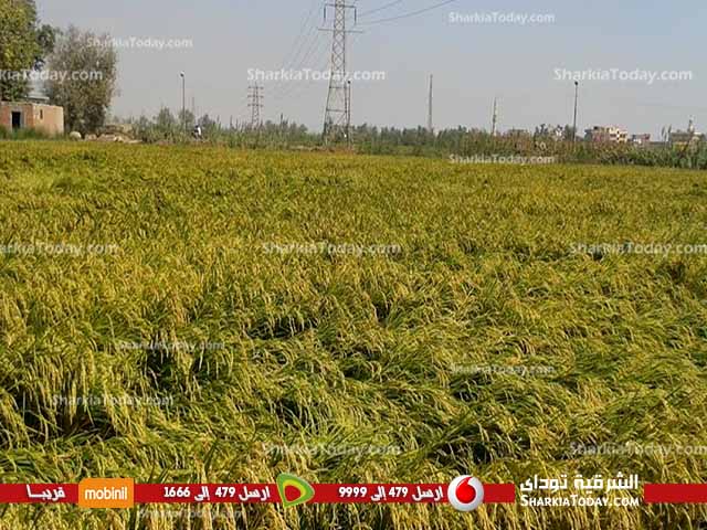 بالصور ..فلاحو ديرب نجم :المسؤولين يتاجرون بنا في "عيد الفلاح " 4 4