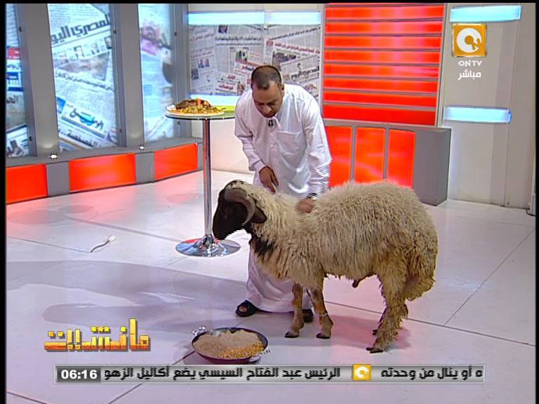 بالفيديو والصور |جابر القرموطي يستضيف خروف العيد بالجلباب الأبيض ويقبل راسه 2 10006256_564245183703002_3836284213925146702_n
