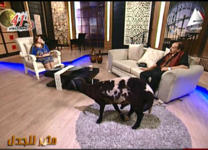 الخروف ضيفًا على التليفزيون المصري في برنامج "مثير للجدل" 1 256109_0