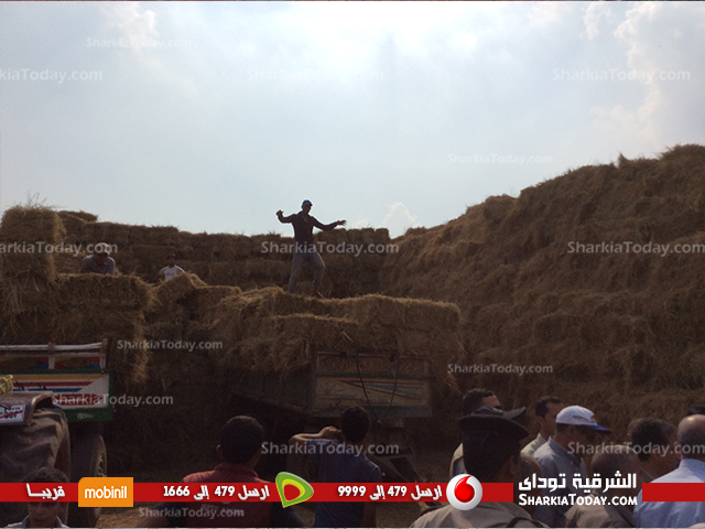 بالصور : وزير البيئة ومحافظ الشرقية يتفقدان مواقع جمع قش الارز بقرى الشرقية 3 وزير البيئه
