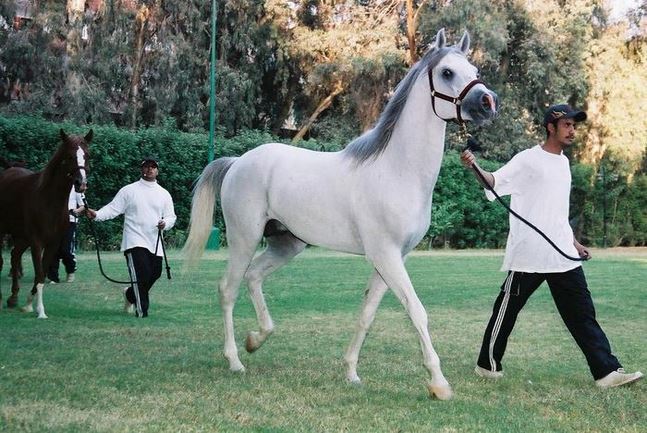 مصر تستضيف المهرجان الدولى لمسابقات الجمال في الخيول العربية الأصيلة 1 03_5