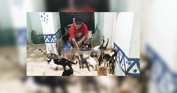 سليمان : «عندى 64 قطة باعتبرهم حتة منى وبربيهم كأنهم ولادى» 1 سليمان