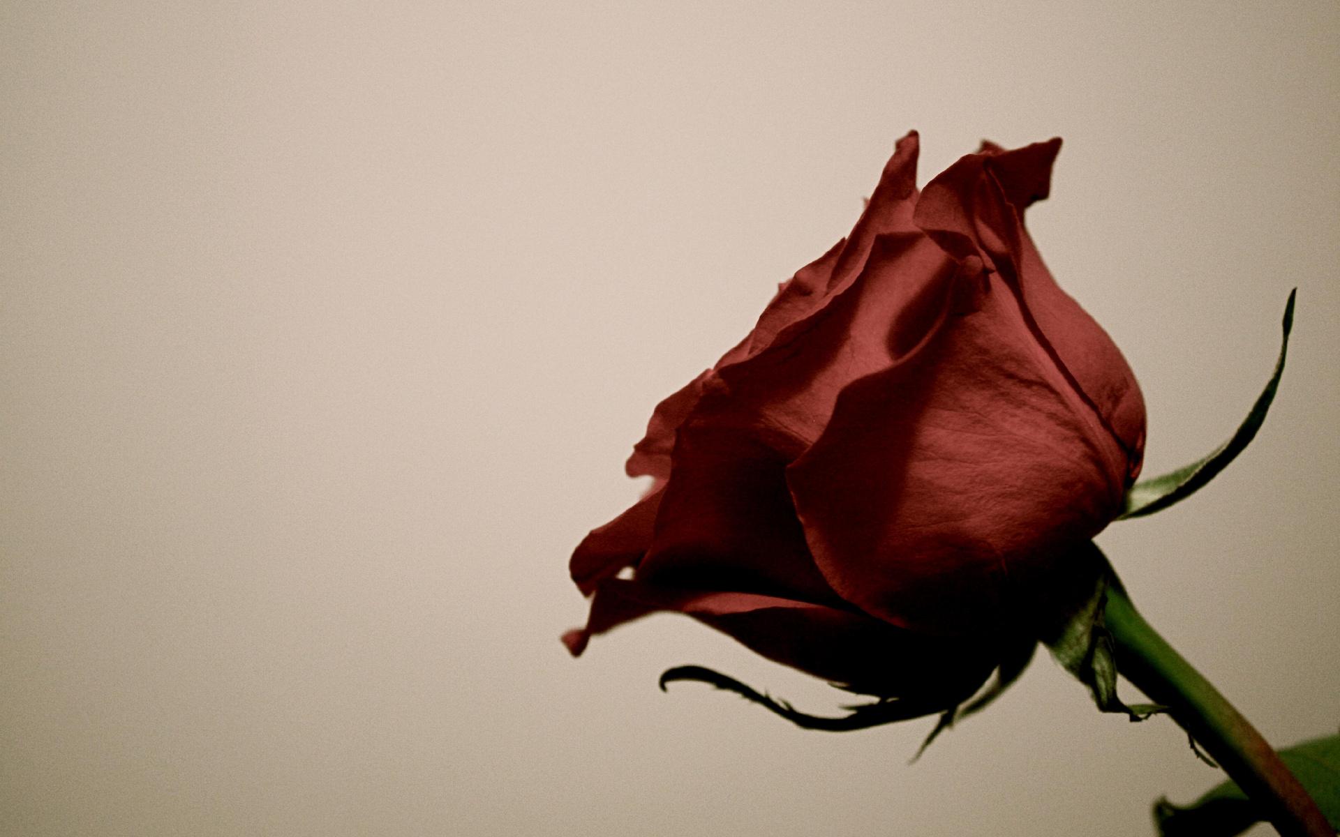 Red Rose Flower