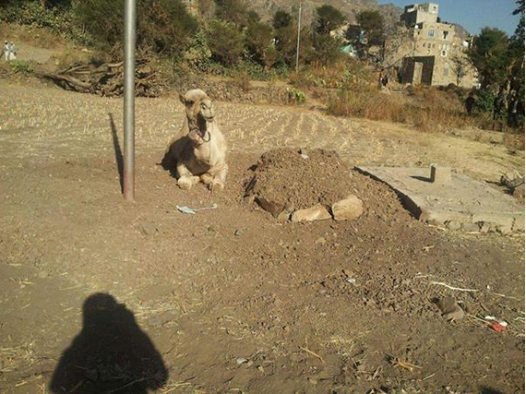 بالصور .. جمل يرفض مغادرة قبر صاحبه لليوم الرابع علي التوالي 4 10308875_1069217366428067_6841501972025966119_n