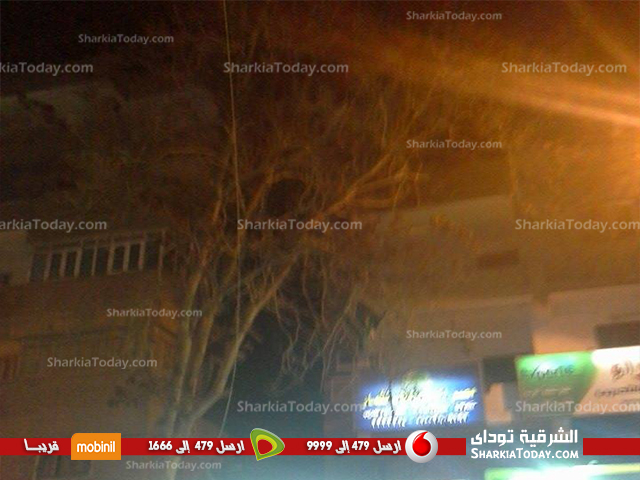 شاهد| توقف الحركة المروريه بشارع المحافظة بالزقازيق لإزالة شجرة آيلة للسقوط 3 12