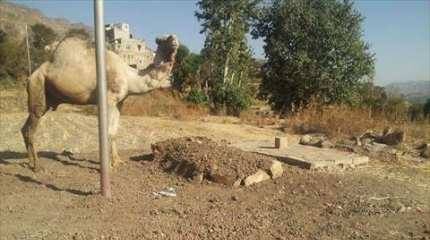 بالصور .. جمل يرفض مغادرة قبر صاحبه لليوم الرابع علي التوالي 3 1512855_1069217129761424_6233008505021916579_n