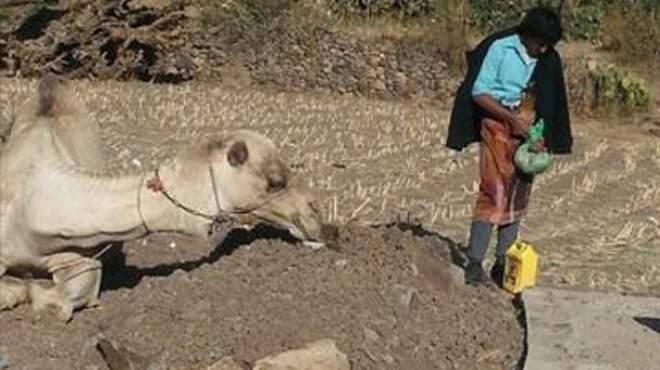 بالصور .. جمل يرفض مغادرة قبر صاحبه لليوم الرابع علي التوالي 2 1512855_1069217169761420_2098594883165195381_n