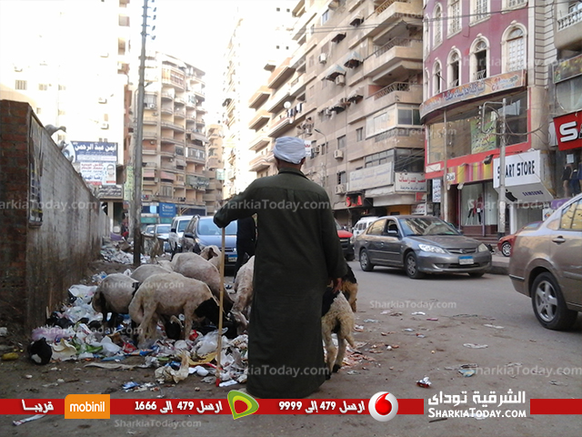 شاهد | انتشار الغنم وأكوام القمامة يثير غضب سكان ميدان القومية .. والمسئولين يردون «توزيع عاملي النظافة علي المنازل لتجميعها» 1 Water Mark