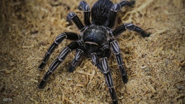 علماء يتمكنون من إنتاج أقوى أنواع مسكنات الألم بإستخدام سم العناكب 1 NICARAGUA-ANIMALS-SOCIAL-BUSINESS-SPIDER-TARANTULA