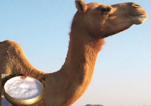 الفوائد الصحية لحليب الإبل 1 2015_4_29_10_21_58_369