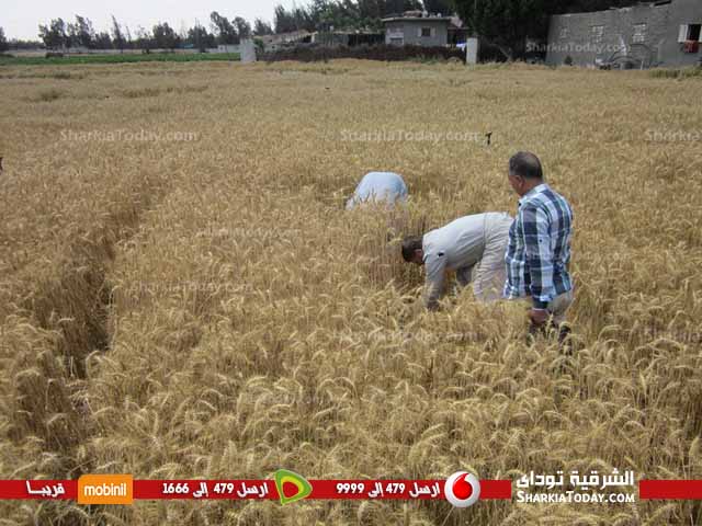 زراعة الشرقية : مساحة القمح المزروعة بالمحافظة أكثر من 400 الاف فدان 1 25