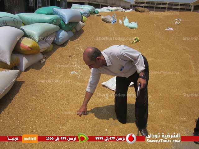 زراعة الشرقية : مساحة القمح المزروعة بالمحافظة أكثر من 400 الاف فدان 2 26