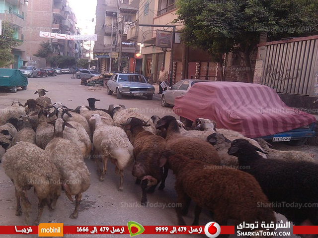 شاهد .. رئيس حى أول الزقازيق يتحفظ على عدد من الأغنام أثناء مروره بمنطقة الزهور 2 حى أول