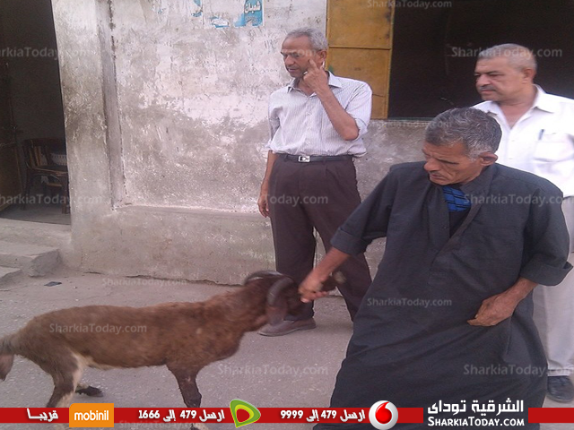 شاهد .. رئيس حى أول الزقازيق يتحفظ على عدد من الأغنام أثناء مروره بمنطقة الزهور 1 حى اول 2