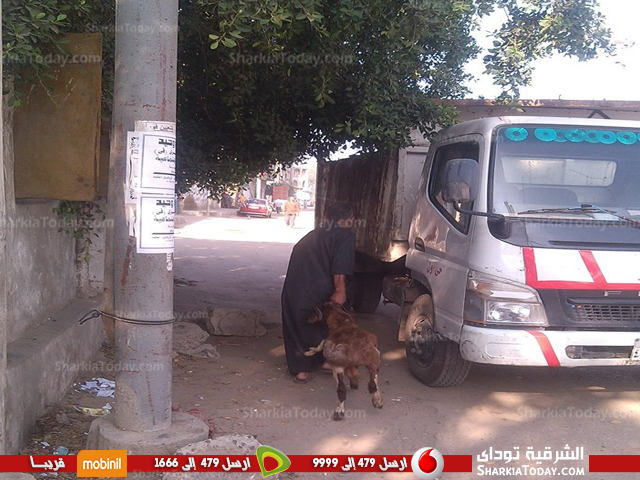 شاهد .. رئيس حى أول الزقازيق يتحفظ على عدد من الأغنام أثناء مروره بمنطقة الزهور 3 حى اول 3