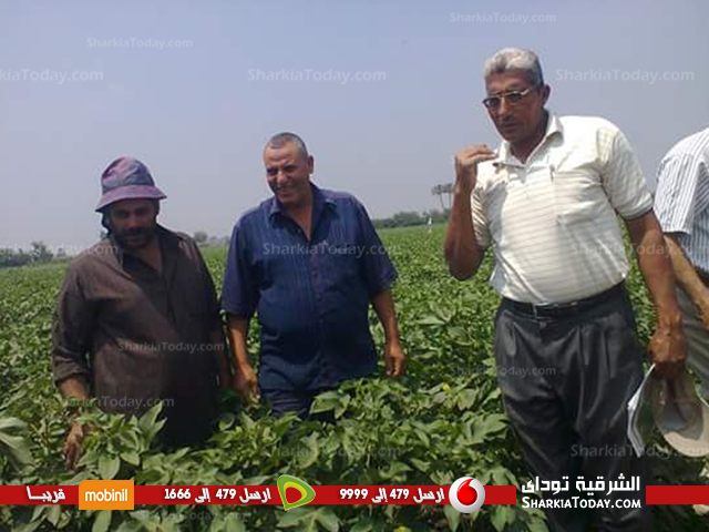 الإدارة الزراعية بمركز بلبيس فى جوله للأطمئنان على زراعة القطن 1 قطن 2