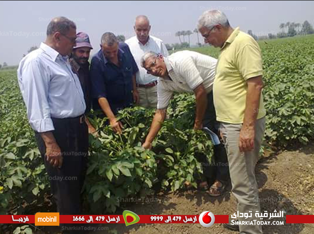 الإدارة الزراعية بمركز بلبيس فى جوله للأطمئنان على زراعة القطن 2 قطن