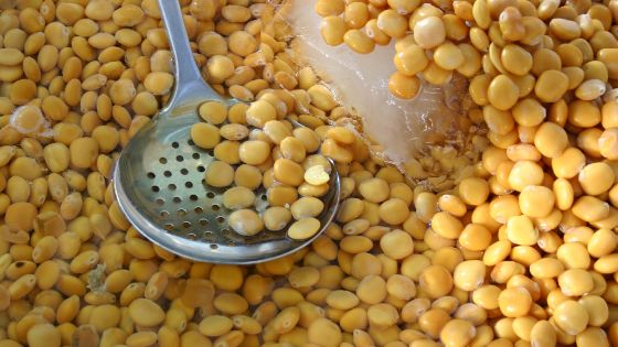 15 حبة ترمس تقيك من أمراض خطيرة 1 1070-Lupin-Beans