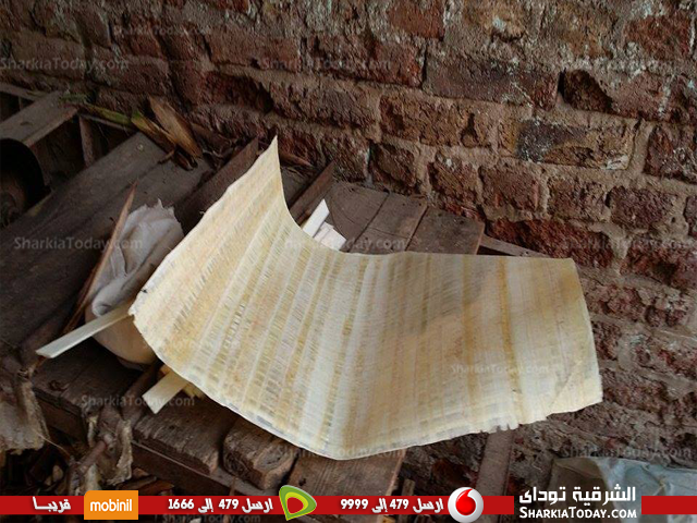 بالصور . ..زراعة الشرقية تطمئن علي البردى بأبوكبير 3 البردى 3