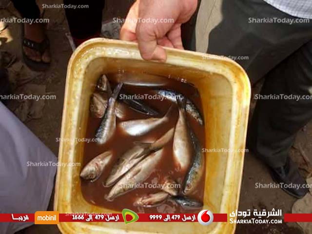 اعدام 70 كيلو سمك بقرية الشوبك بالزقازيق 1 لاىةنمو