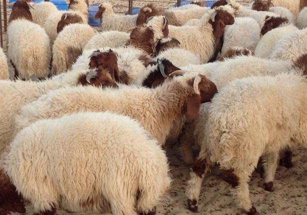 بالفيديو .. الإفتاء توضح حكم هبة ثواب الأضحية للمتوفي 1 خروف