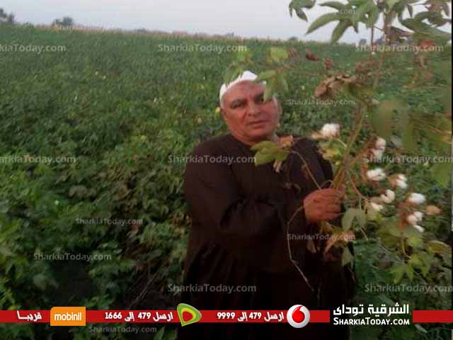 " القطن الشرقاوى لم يعد ذهباً أبيض .. تحقيق عن تدهور زراعة هذا المحصول" 2 300