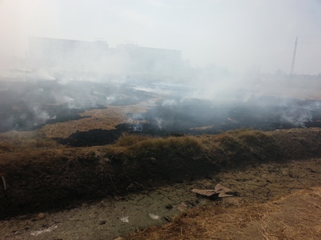 تغريم صاحب أرض زراعية بقرية دبيج 10 ألاف جنية لحرق قش الأرز