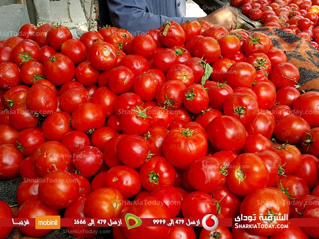 مسئول الغرفة التجارية بالشرقية يصرح "الطماطم ستعود لأسعارها الطبيعية مسئول الغرفة التجارية بالشرقية يصرح "الطماطم ستعود لأسعارها الطبيعية