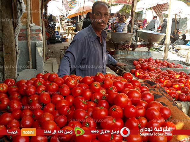 المواطن الشرقاوى يصرخ من إرتفاع سعر الطماطم " مجنونة يا قوطة " 2 المواطن الشرقاوى يصرخ من إرتفاع سعر الطماطم (3)